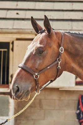 WHITAKER READY TO RIDE LEATHER HEADCOLLAR HAVANA