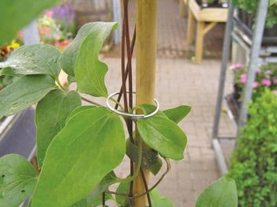 Zinc Coated Plant Rings 2.5cm 100pk