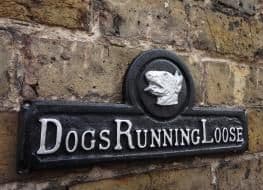 Dogs Running Loose