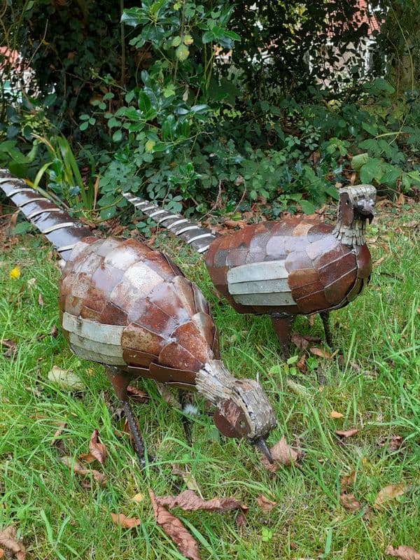 Pheasant