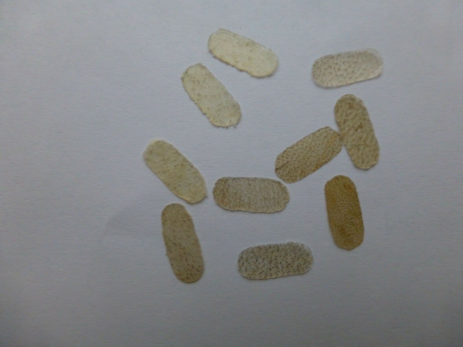 10 X BRIDGE PARCHMENT/PROTECTOR FOR E STRING VIOLIN/VIOLA UK SELLER