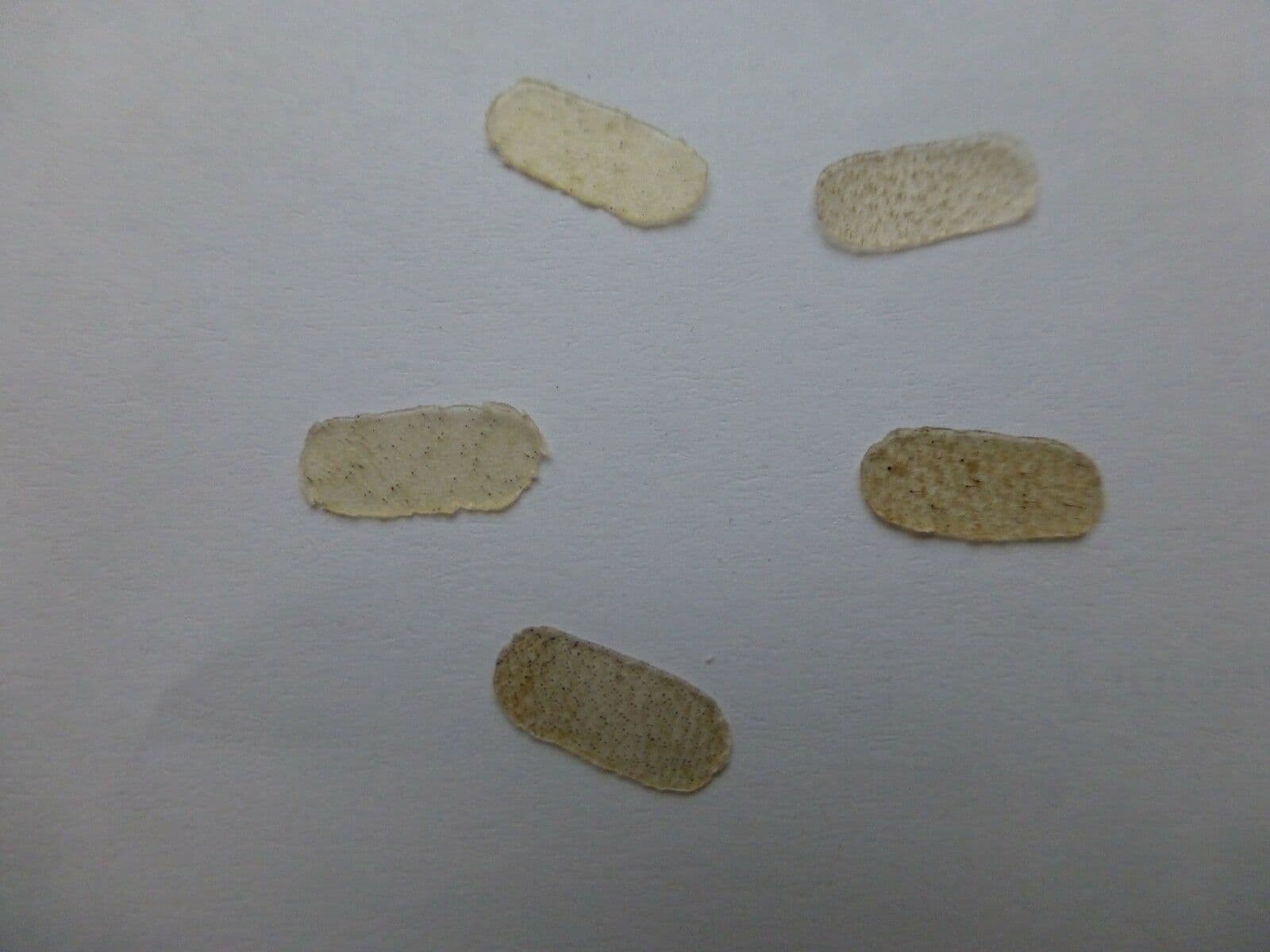 5 X BRIDGE PARCHMENT/PROTECTOR FOR E STRING VIOLIN/VIOLA UK SELLER