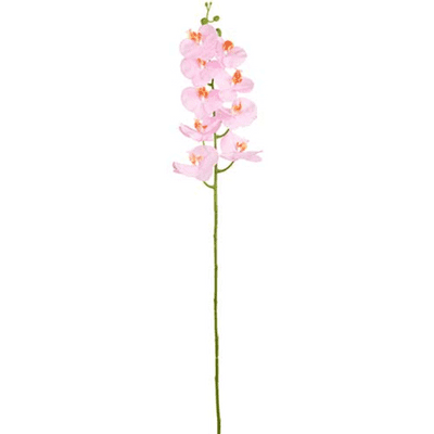 Phalaenopsis Orchid (Cotton Candy) 97cm (Eleganza) 1pc