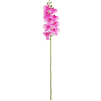 Phalaenopsis Orchid (Freckled Hot Pink) 97cm (Eleganza) 1pc
