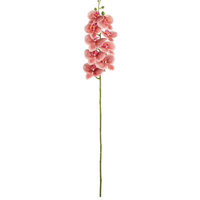 Phalaenopsis Orchid (Raspberry Ripple) 97cm (Eleganza) 1pc