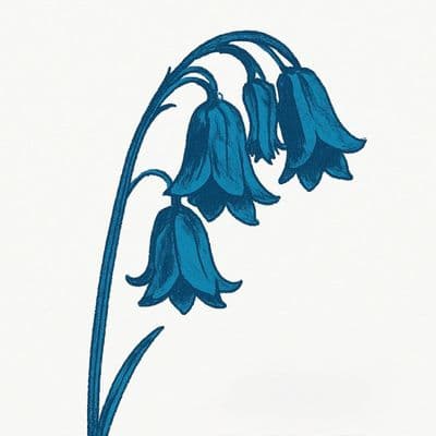 THE BLUEBELLS 'THIS IS THE BLUEBELLS' Bluebell Blue Coloured Double VINYL LP (27th March 2026)