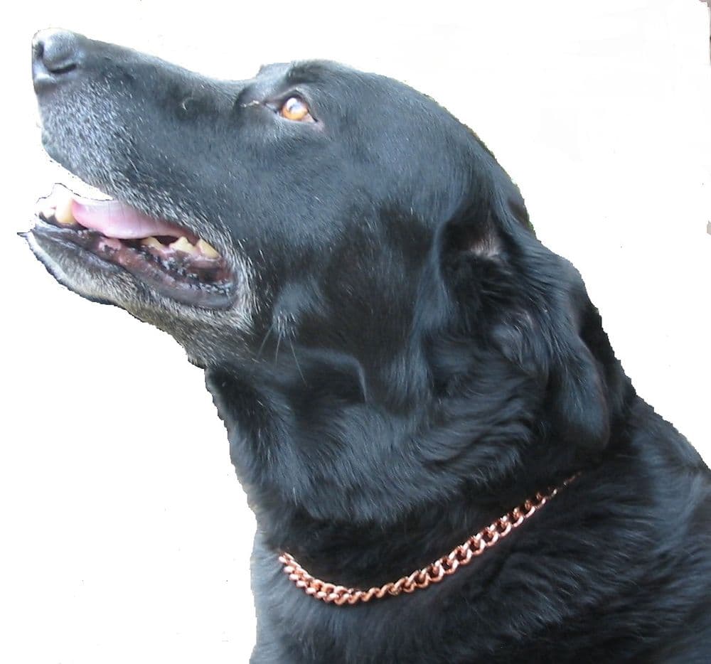 COPPER MAGNETIC THERAPY DOG CHAIN COLLAR 25 TO 32 635MM 813MM copper-magnetic-therapy-dog-chain-collar-25-to-32-635mm-813mm