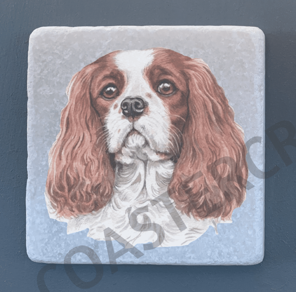 Cavalier King Charles Blenheim