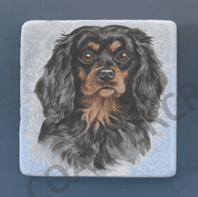 Cavalier King Charles Spaniel - All colours