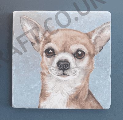 Chihuahua  - Short and Long Haired