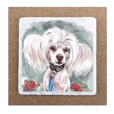 Chinese Crested