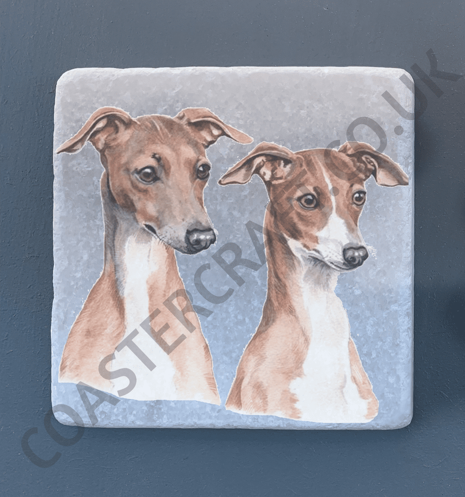 Italian Greyhound