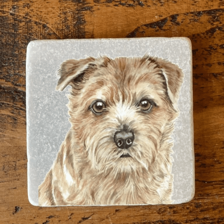 Norfolk Terrier