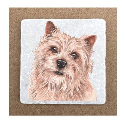 Norwich Terrier