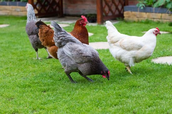 17th March 2026 new stocks of hybrid hens are here