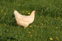 Cotswold Amber Lee - Available from Saturday 4th April