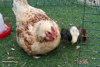 Cotswold Amber Lee - Available from Saturday 4th April