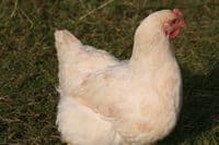 Cotswold Amber Lee - Due in on the 22nd February