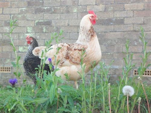 Cotswold Amber Lee - Sold out