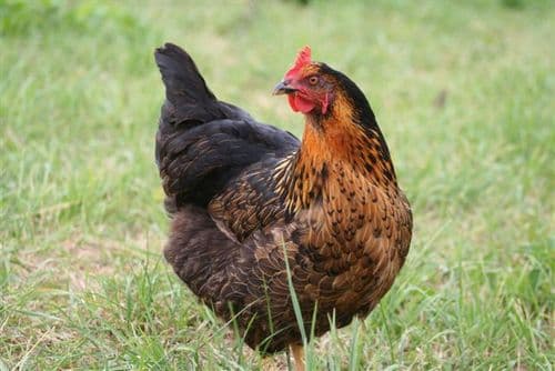 Cotswold Black Star - Available