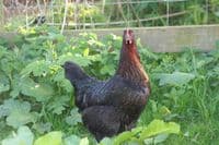 Cotswold Black Star - Available from pm the 30th March