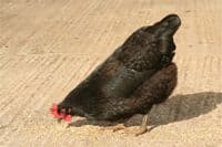 Cotswold Black Star - Available from pm the 30th March