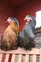 Cotswold Black Star - Available from pm the 30th March