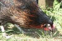 Cotswold Black Star - Sold out