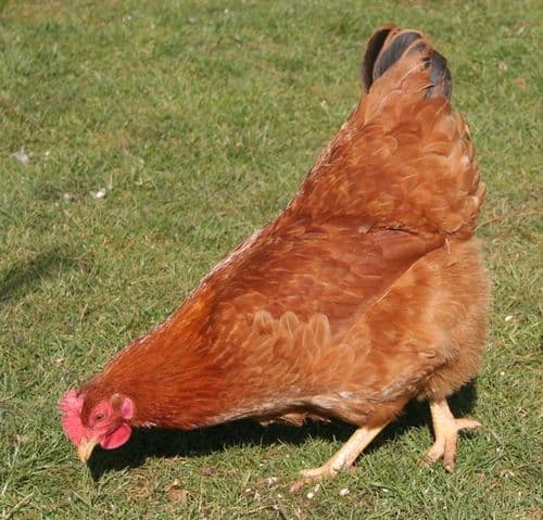 Cotswold Black Tail sold out  Available from pm 30th March