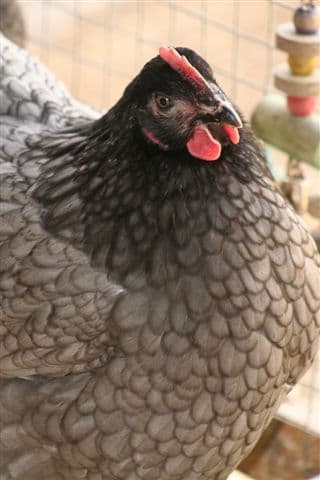 Cotswold Bluebell Available