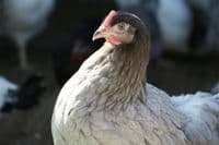 Cotswold Bluebell -Sold out