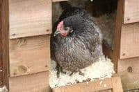 Cotswold Bluebell -Sold out Available