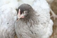 Cotswold Bluebell -Sold out Available from pm 30th March