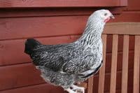 Cotswold Daisybelle Available