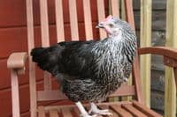 Cotswold Daisybelle Available