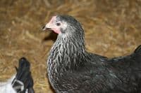 Cotswold Daisybelle Available