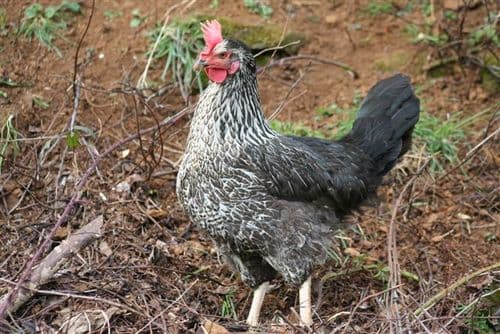 Cotswold Daisybelle Available