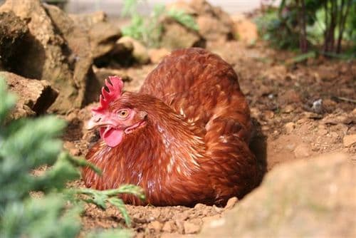 Cotswold Goldline - Available