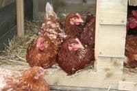 Cotswold Goldline - Sold out- due end of March