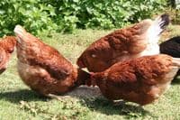 Cotswold Goldline - Sold out- due end of March