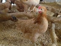 Cotswold Jasmine -Available from Saturday 4th April