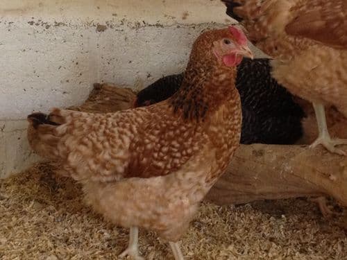 Cotswold Jasmine -Available from Saturday 4th April