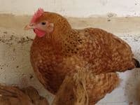 Cotswold Jasmine -Due in on the 22nd February