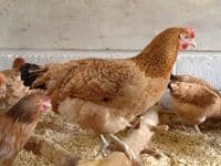 Cotswold Jasmine -Sold out available from 4th April