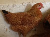 Cotswold Jasmine -Sold out available from 4th April