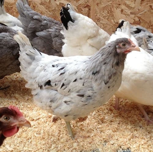 Cotswold Lavender  Sold Out - Restocks 4th April