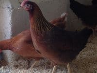 Cotswold Mottled Leghorn Available  from Saturday 4th April