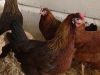Cotswold Mottled Leghorn Available  from Saturday 4th April