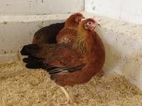Cotswold Mottled Leghorn Available  from Saturday 4th April