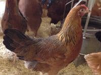 Cotswold Mottled Leghorn Sold out